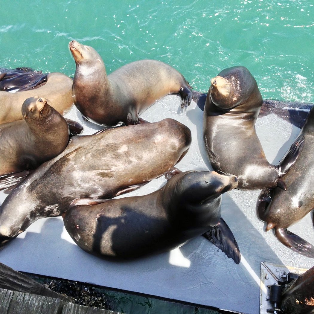 Sea Lion Deck 2