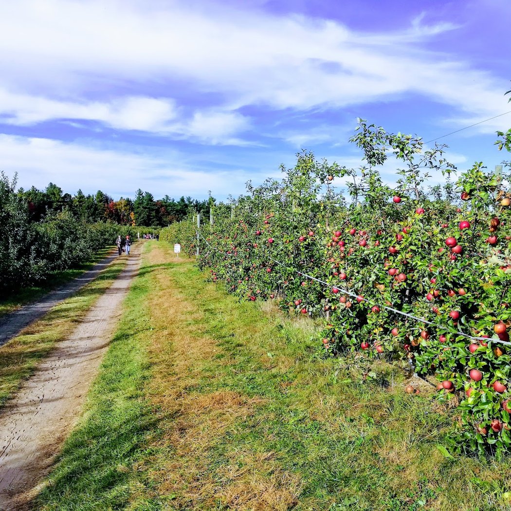 Apple Picking at Carlson Orchards 1
