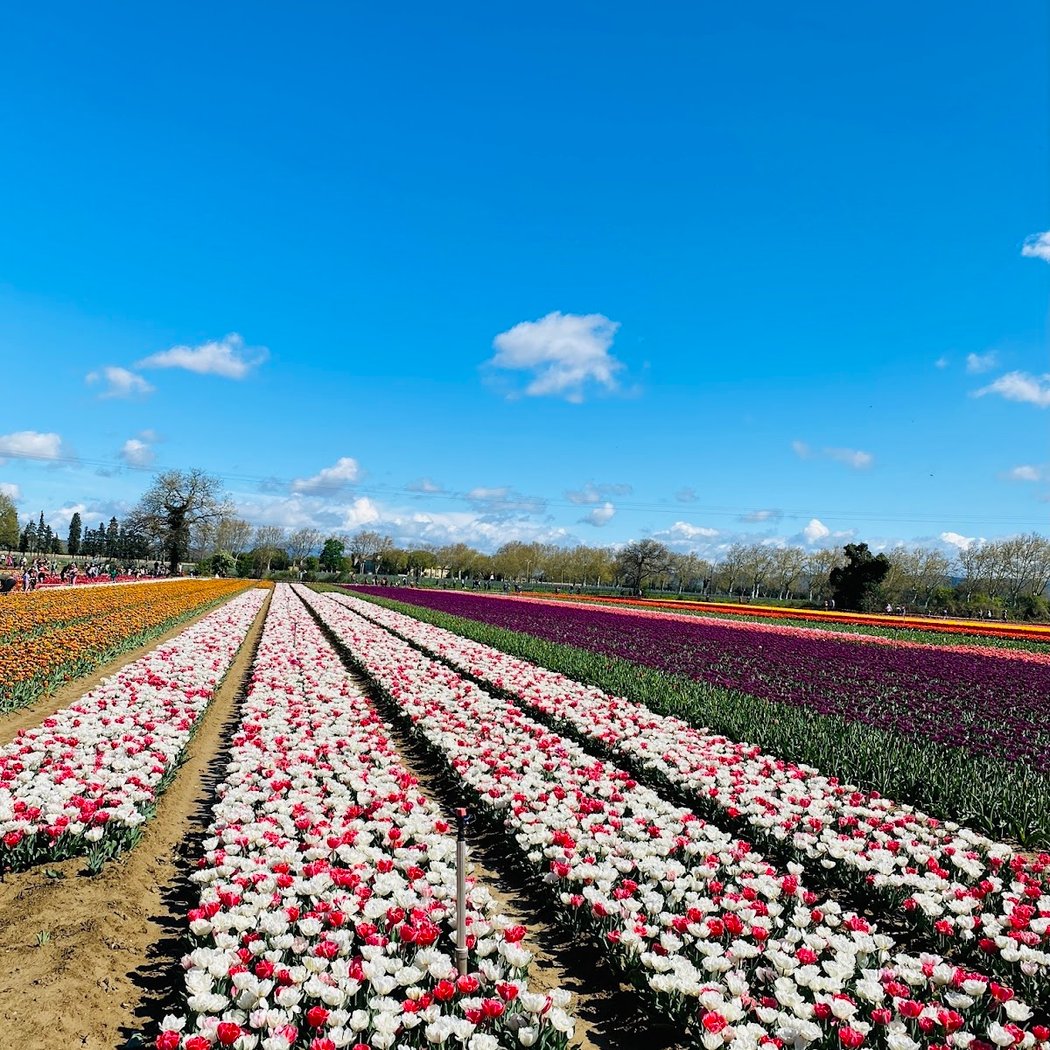 Temporary parking for Tulip Farms 1
