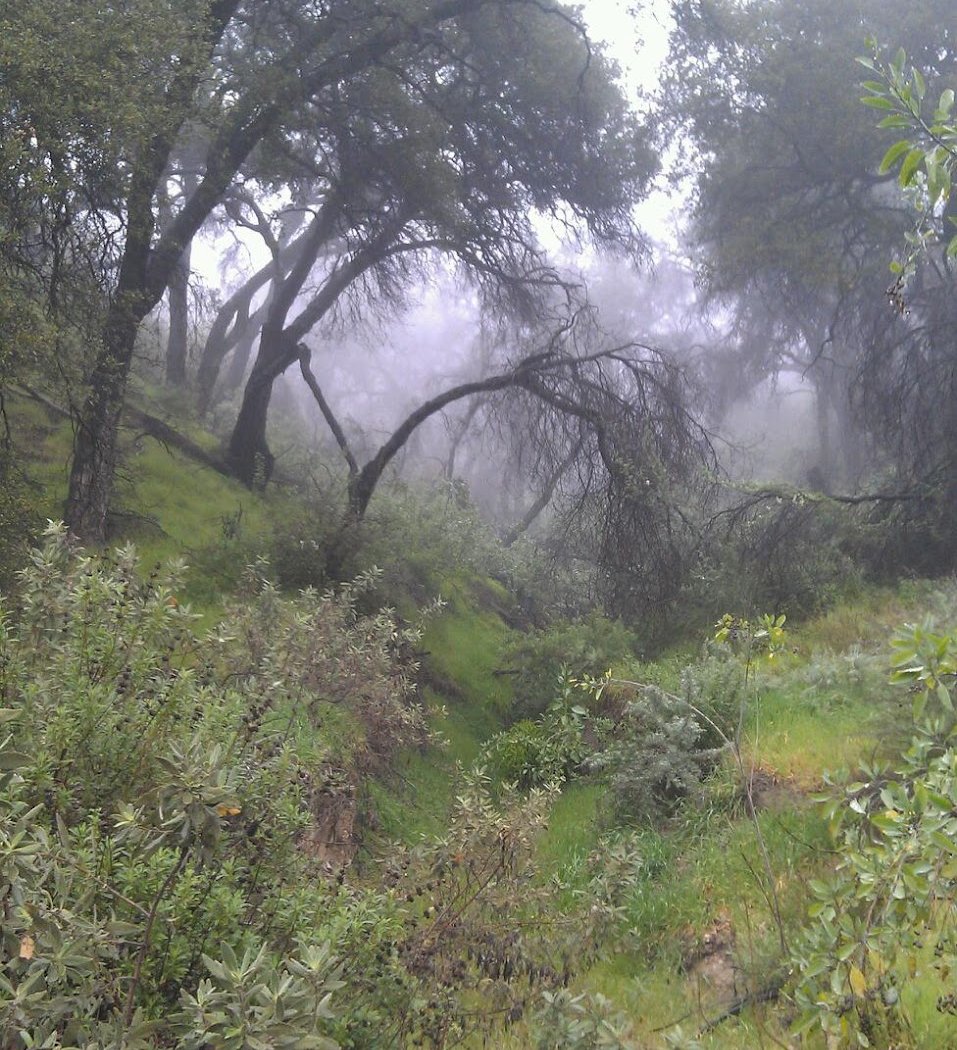 Rosemont Preserve 3