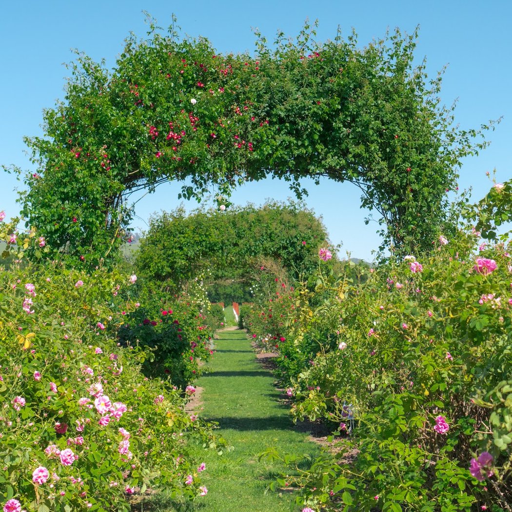 Russian River Rose Co 1