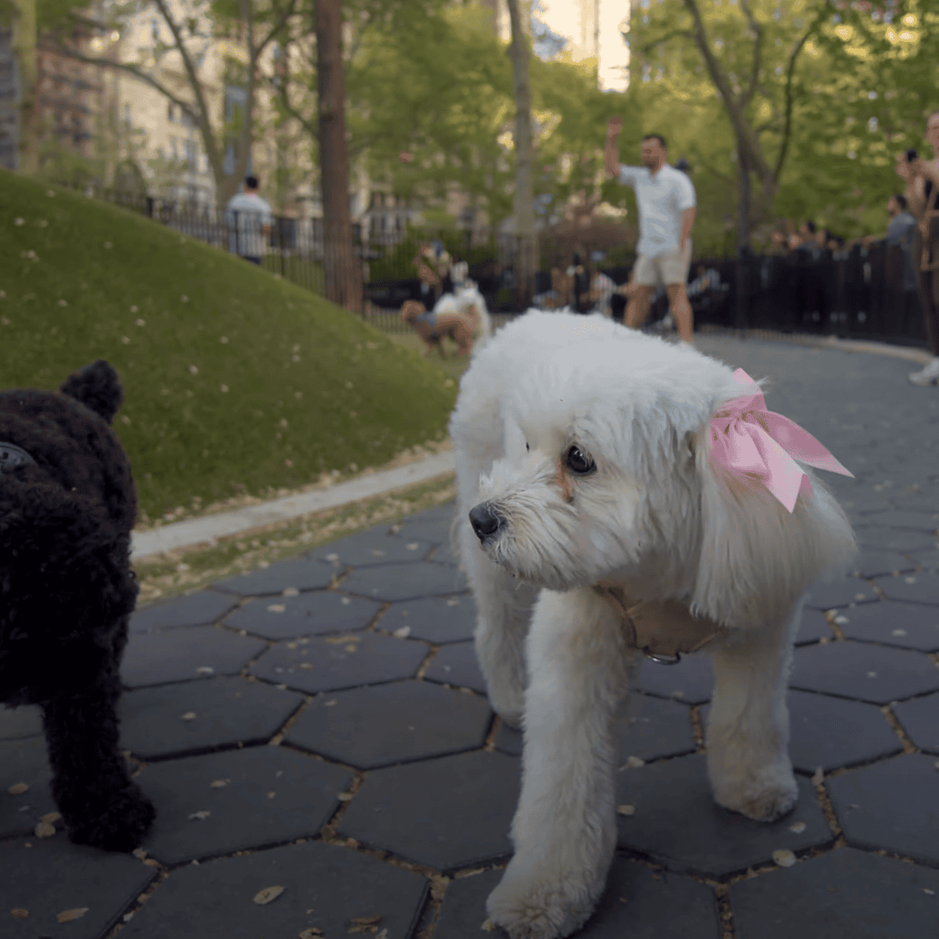 Union Square Dog Run 2