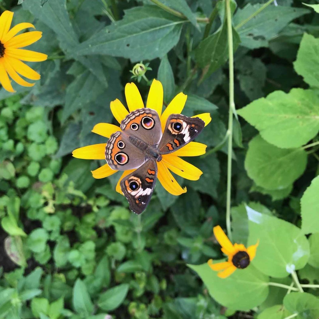 NEC Drop-in: Lovely Lepidoptera 2