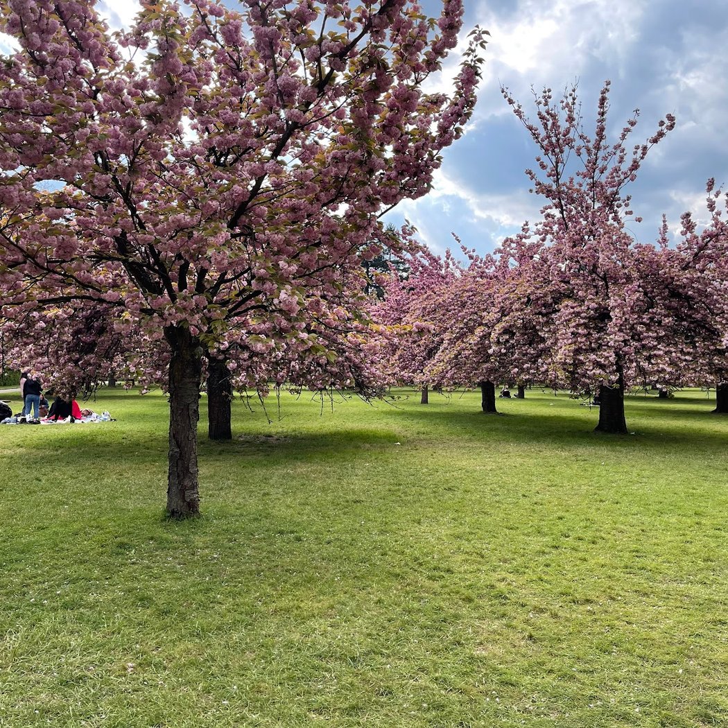 Pink sakura 3