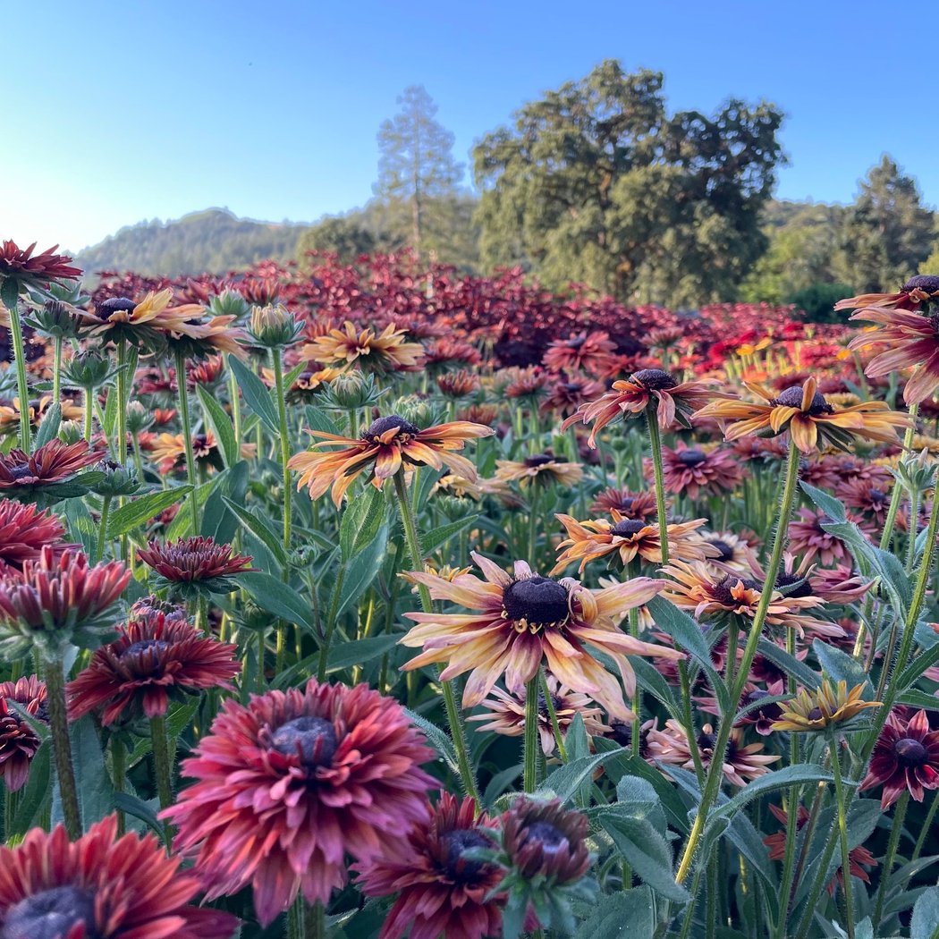 U-Pick: Summer Flowers + Blackberries 1