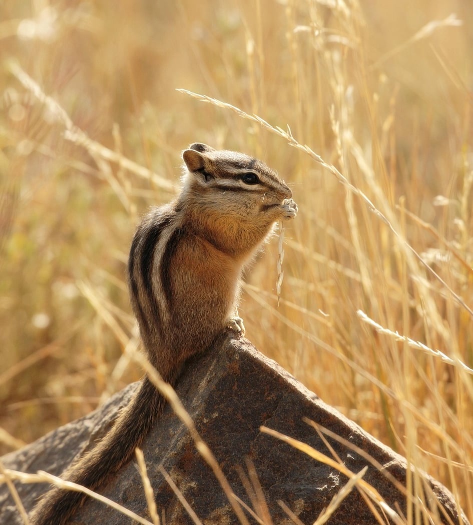Oaks and Acorns: Where are the Chipmunks? 1