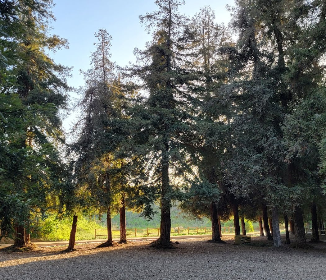 Redwood Grove 3