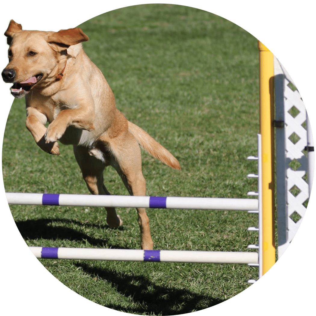 (Sw) Tx: A! Woof 2