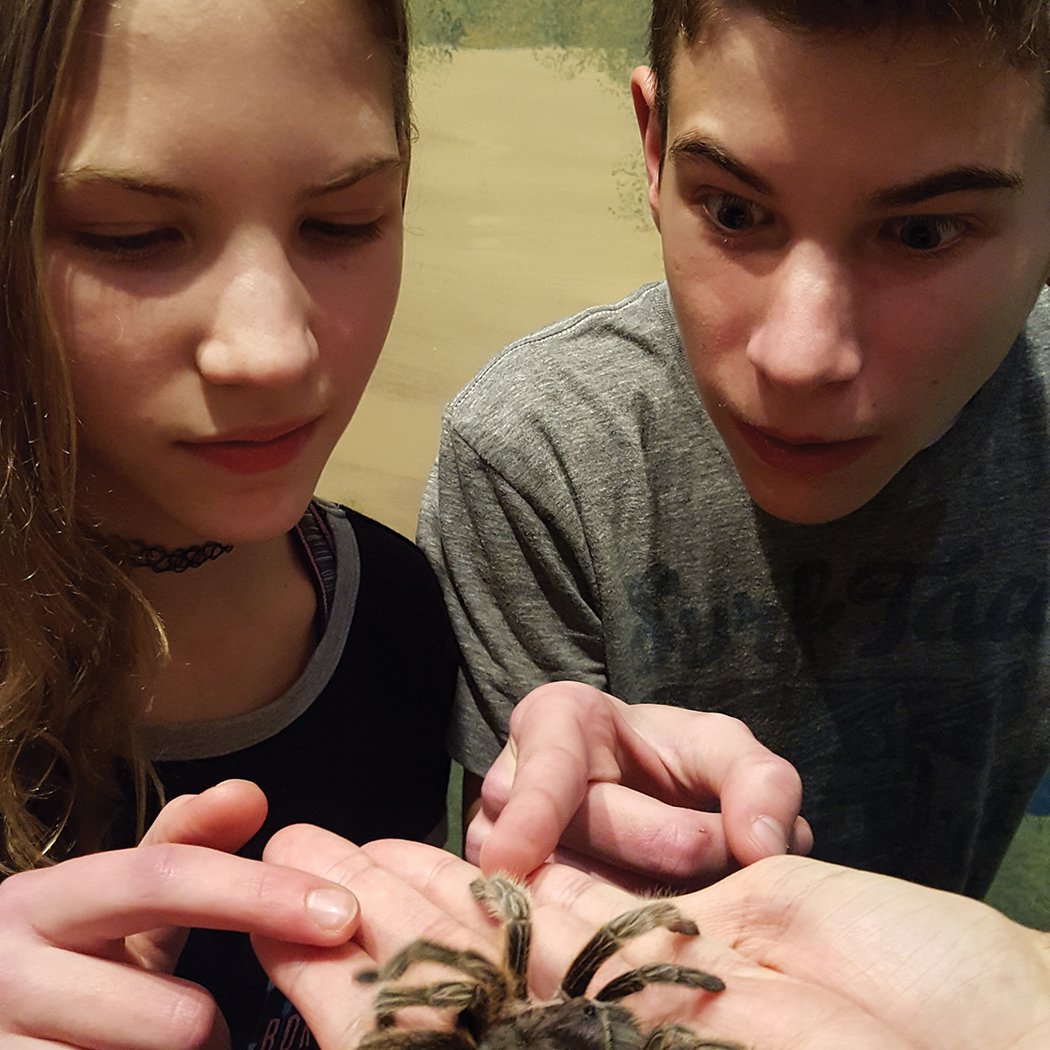 Insectropolis 2
