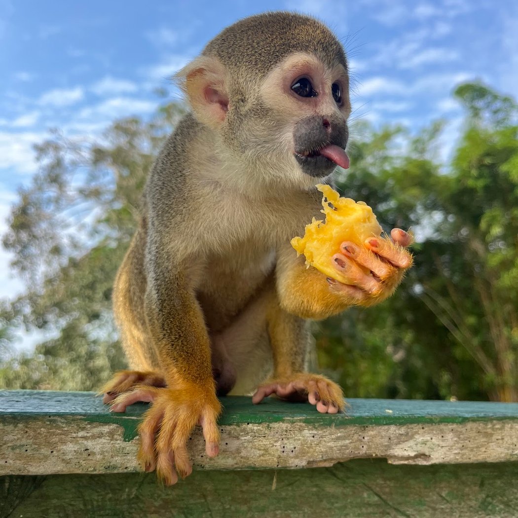 Amazon Rainforest Tours Brazil 3