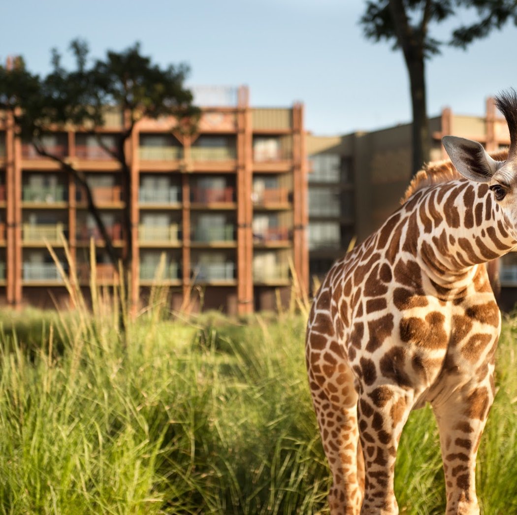 Disney's Animal Kingdom Lodge 1