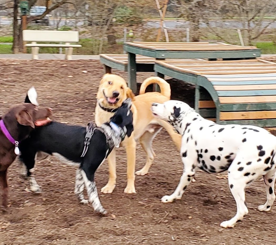 Heather Farm Dog Park 1