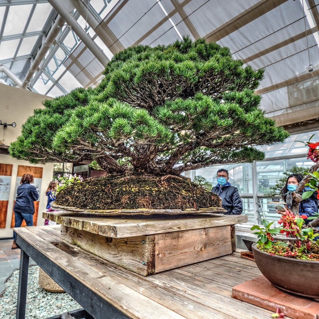 Lunar New Year Plants Talk & Walk 1
