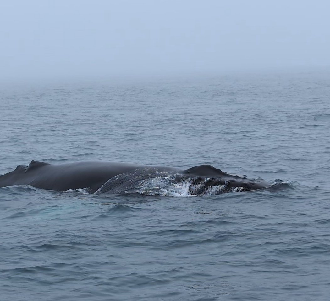 Newburyport Whale Watch 2
