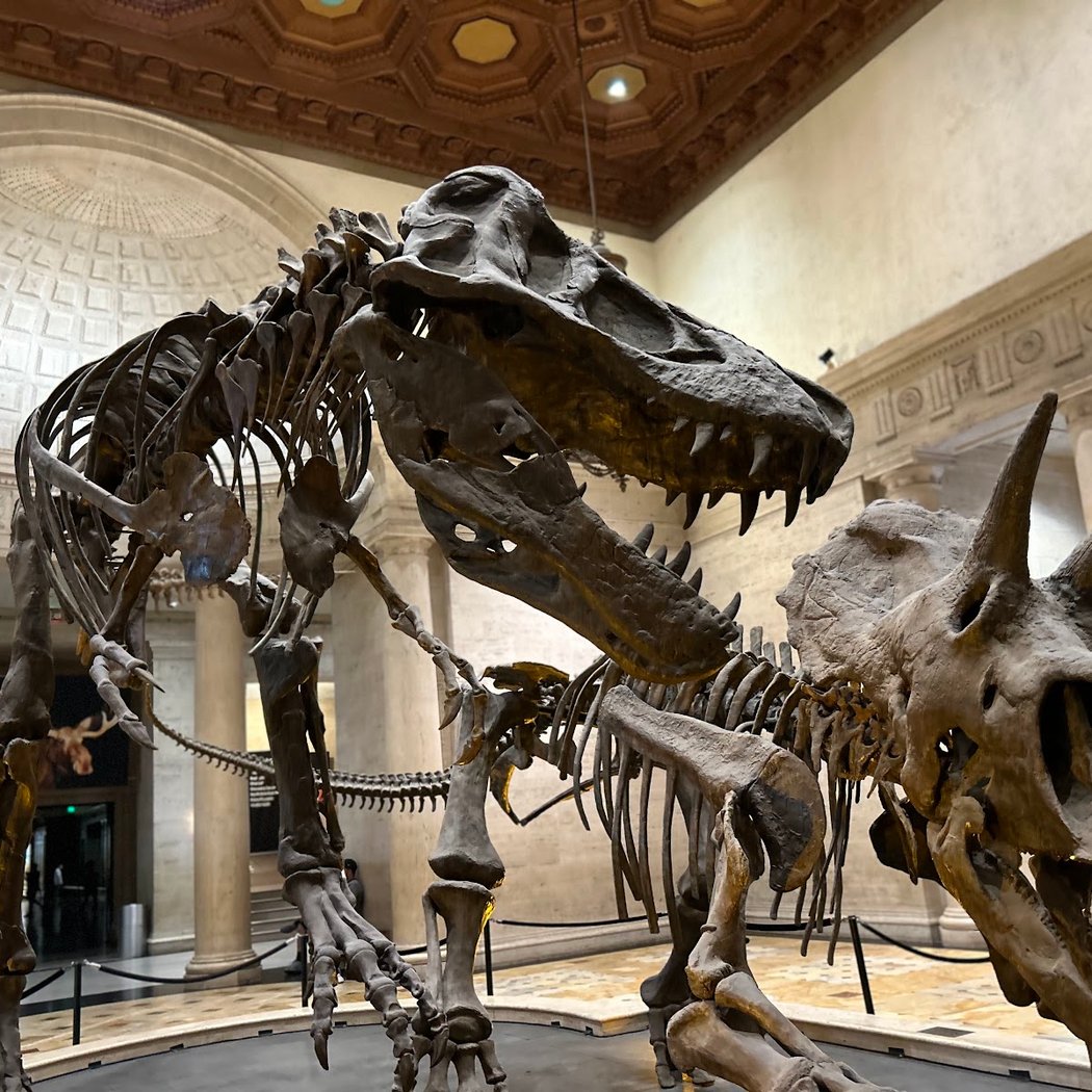 Kick-Off at NHM: Soccer Connections