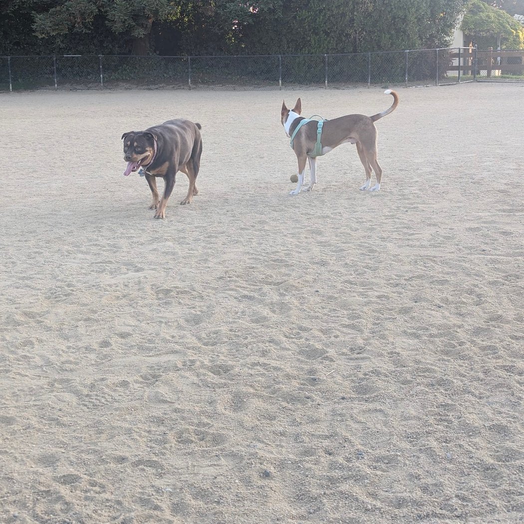 City of Mountain View Dog Park 3