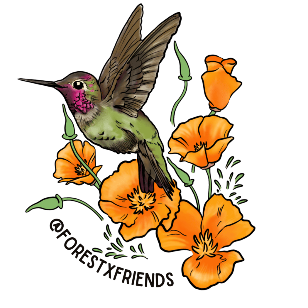 Pollinator & Friends Day 4