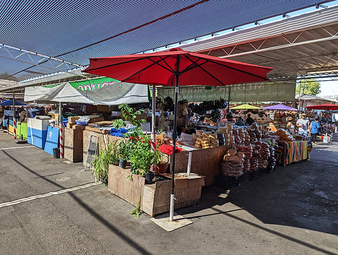 The San Jose Flea Market 3