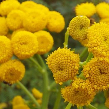 Balade botanique : plantes sauvages, comestibles et toxiques 1