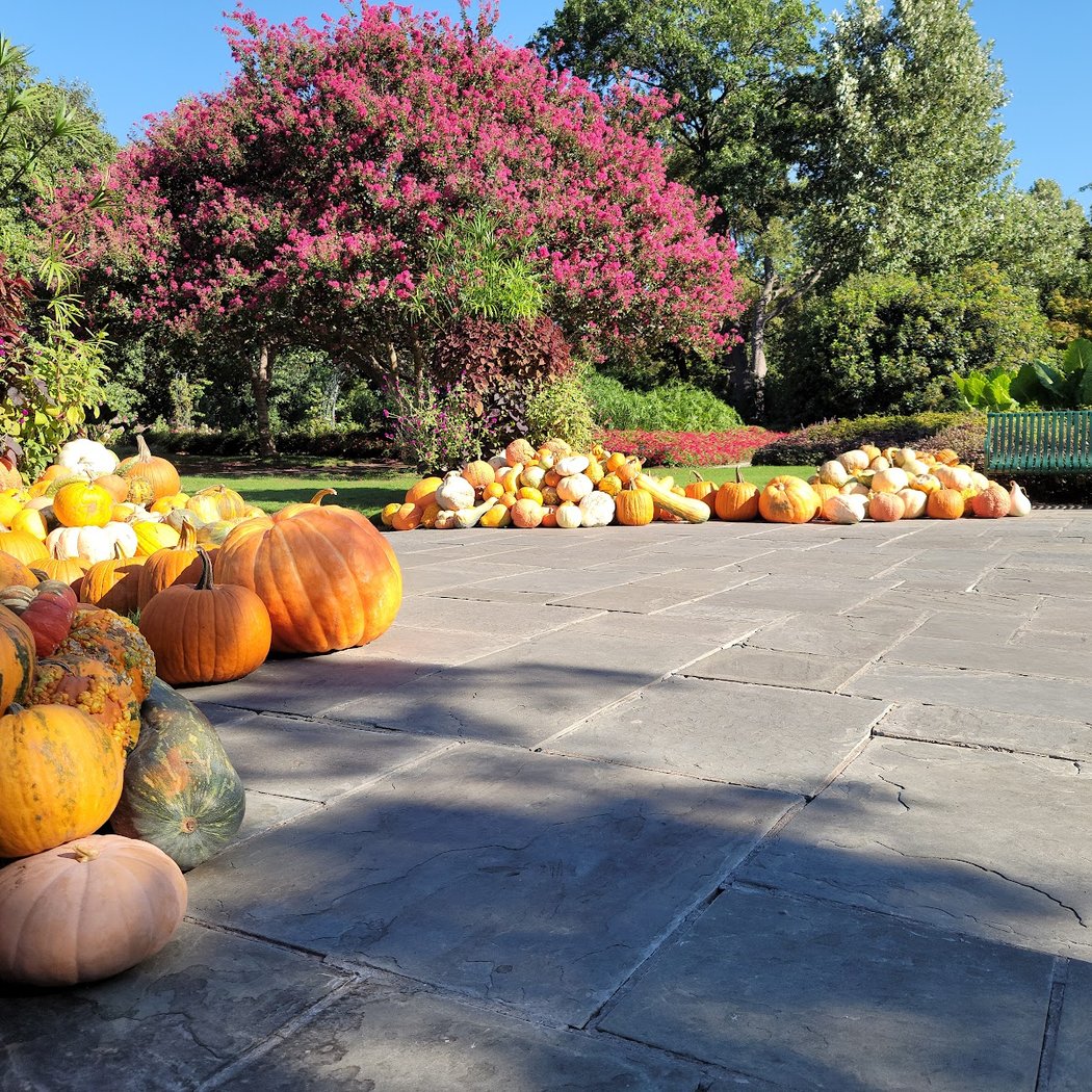 Pumpkin Village 2