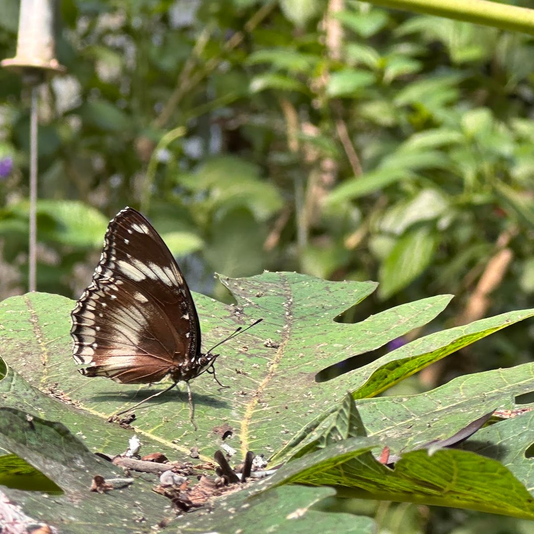 Papiliorama - Nocturama 3