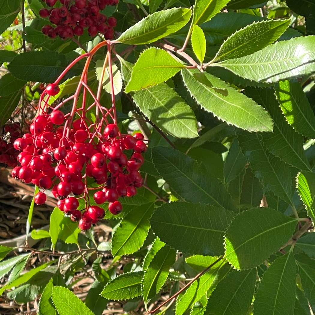 Water-wise Garden 1