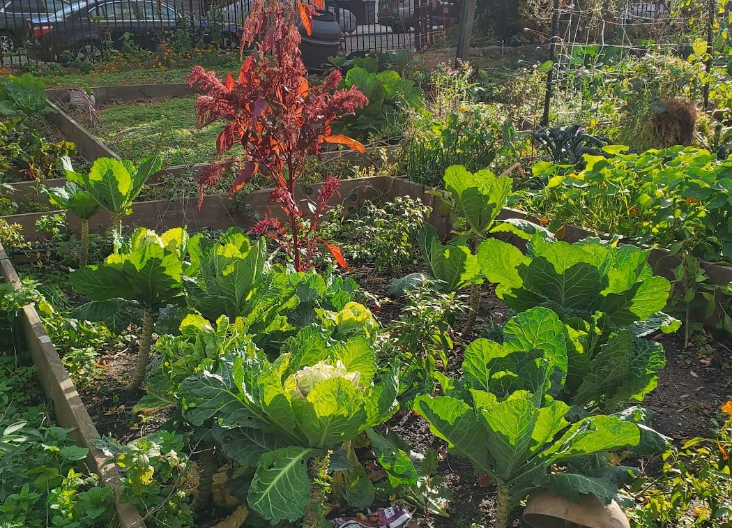 Hattie Carthan Community Garden 1