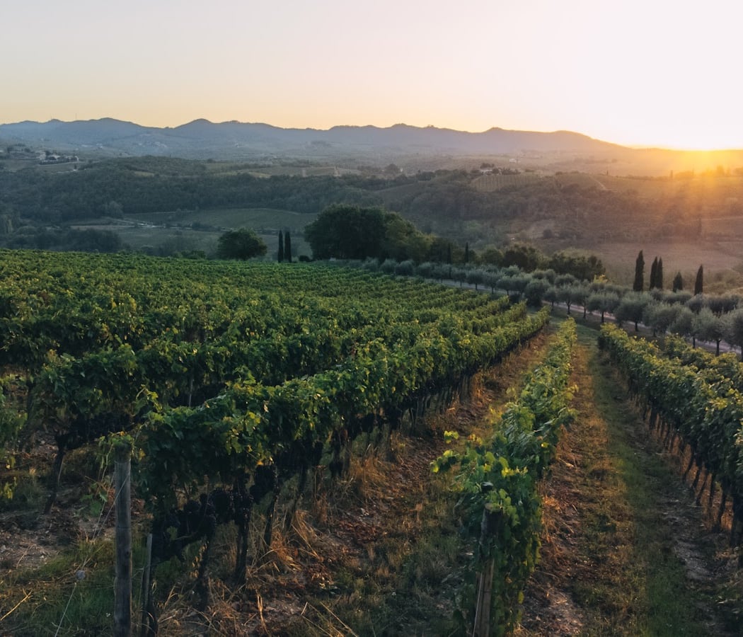 Vendemmia 1