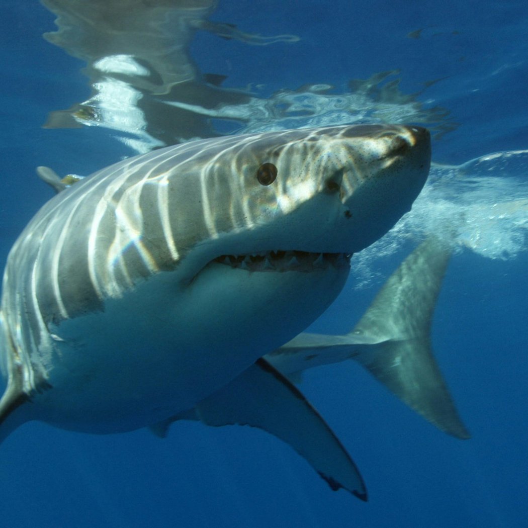 White Sharks 1