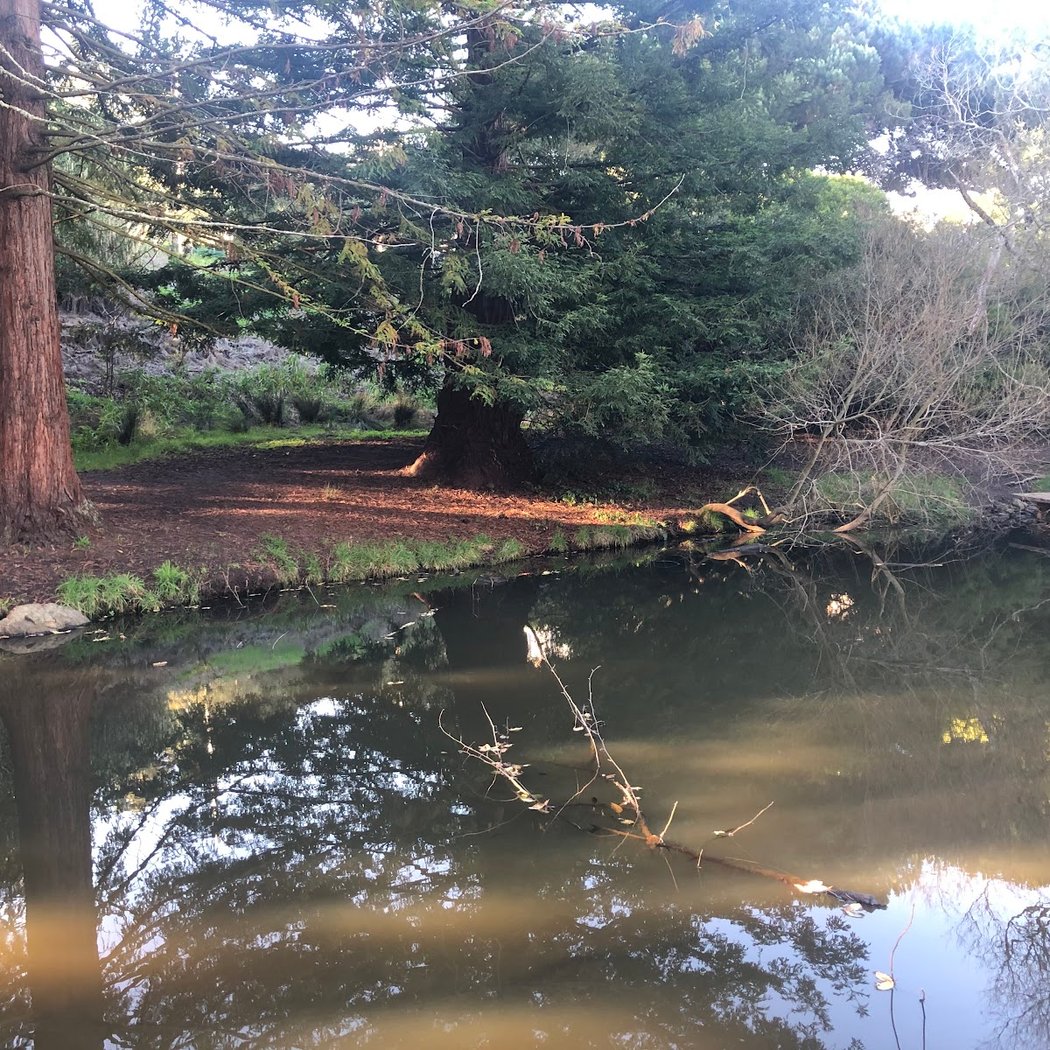Yosemite Marsh and Spring 1