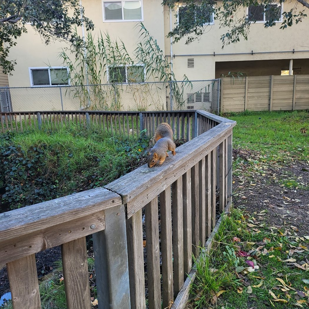 Ohlone Greenway 2