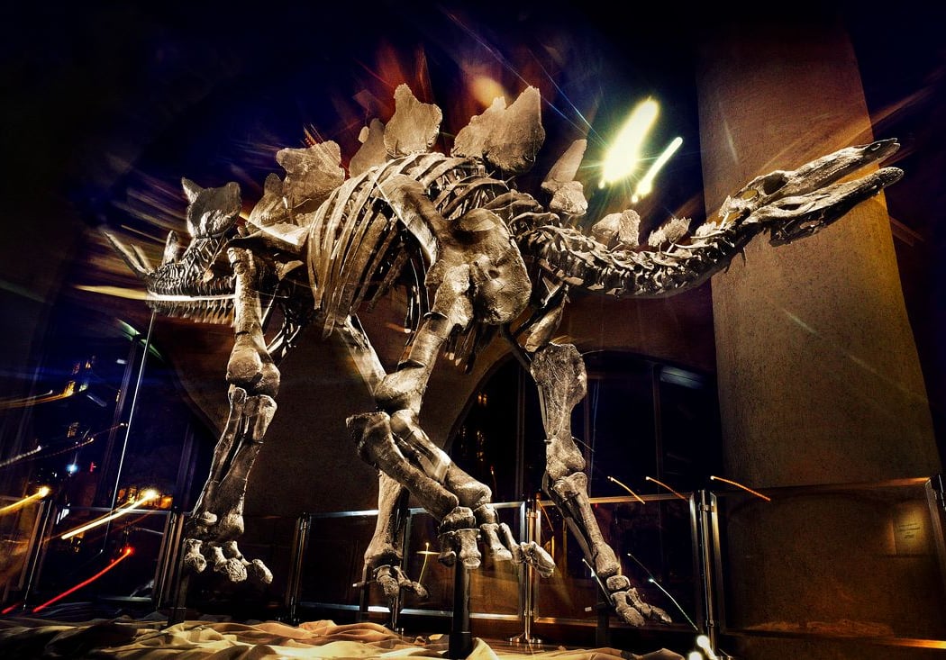 Apex Stegosaurus Exhibit