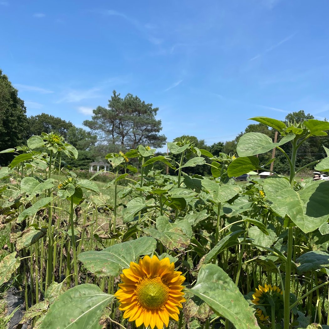 Brittany Hollow Farm 2