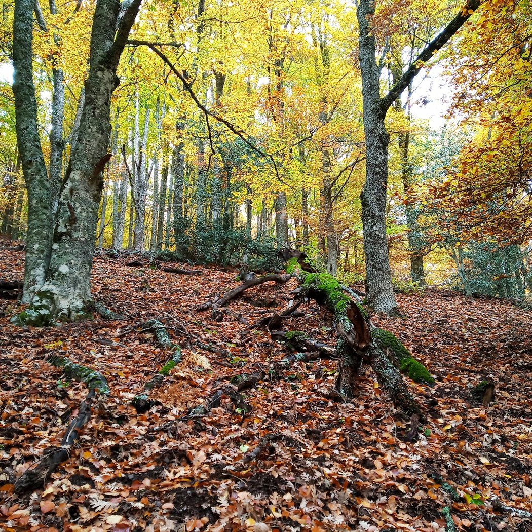 Hayedo de Montejo de la Sierra 3