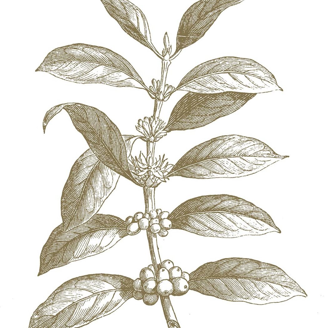 Coffee's Finite Regressions: A story (and tasting) of botany and survival 1