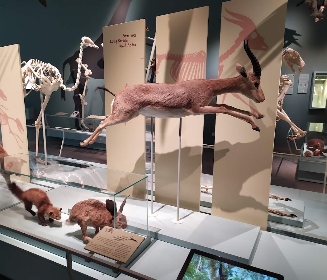 The Steinhardt Museum of Natural History 1
