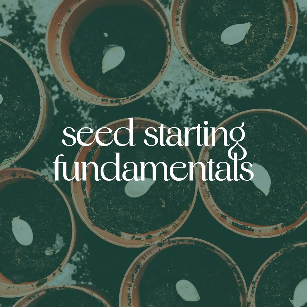 Seed Starting Fundamentals 1