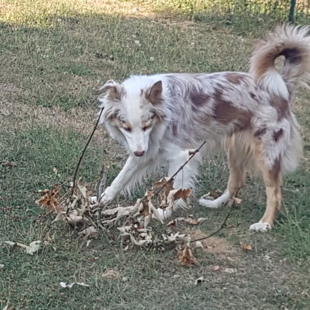 PENSION CANINE 1