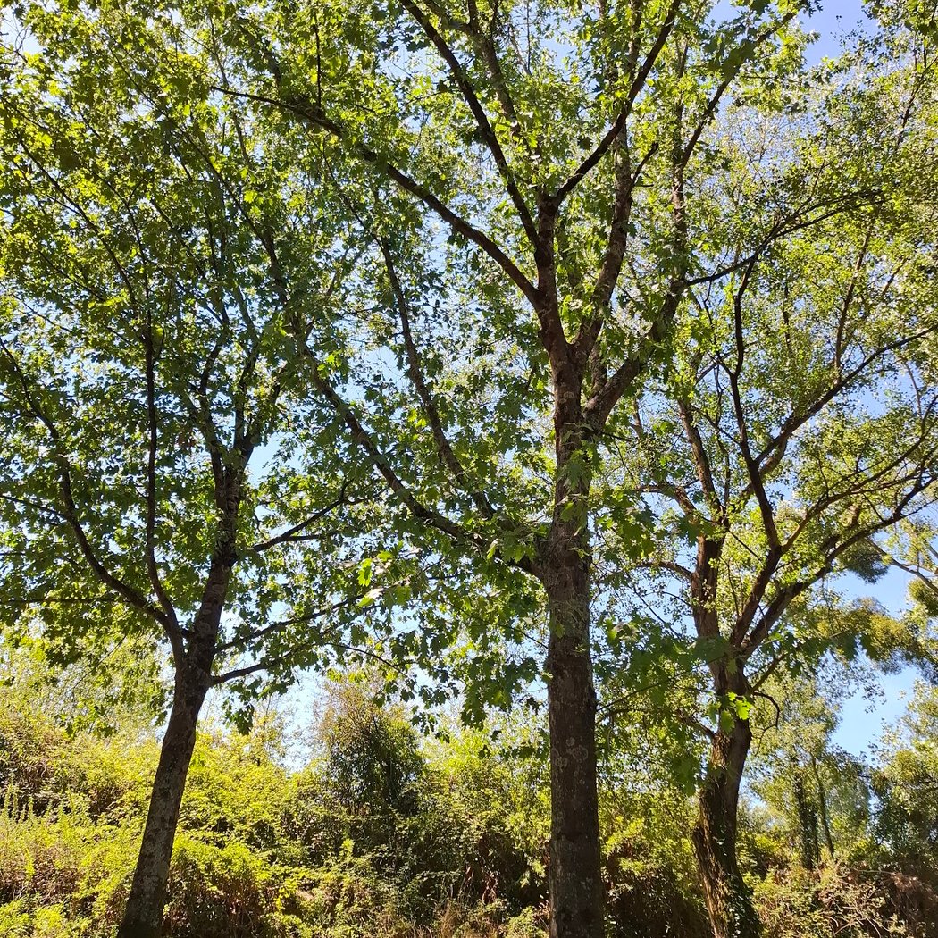 Parc de la Grève - Rue Lancelot 1