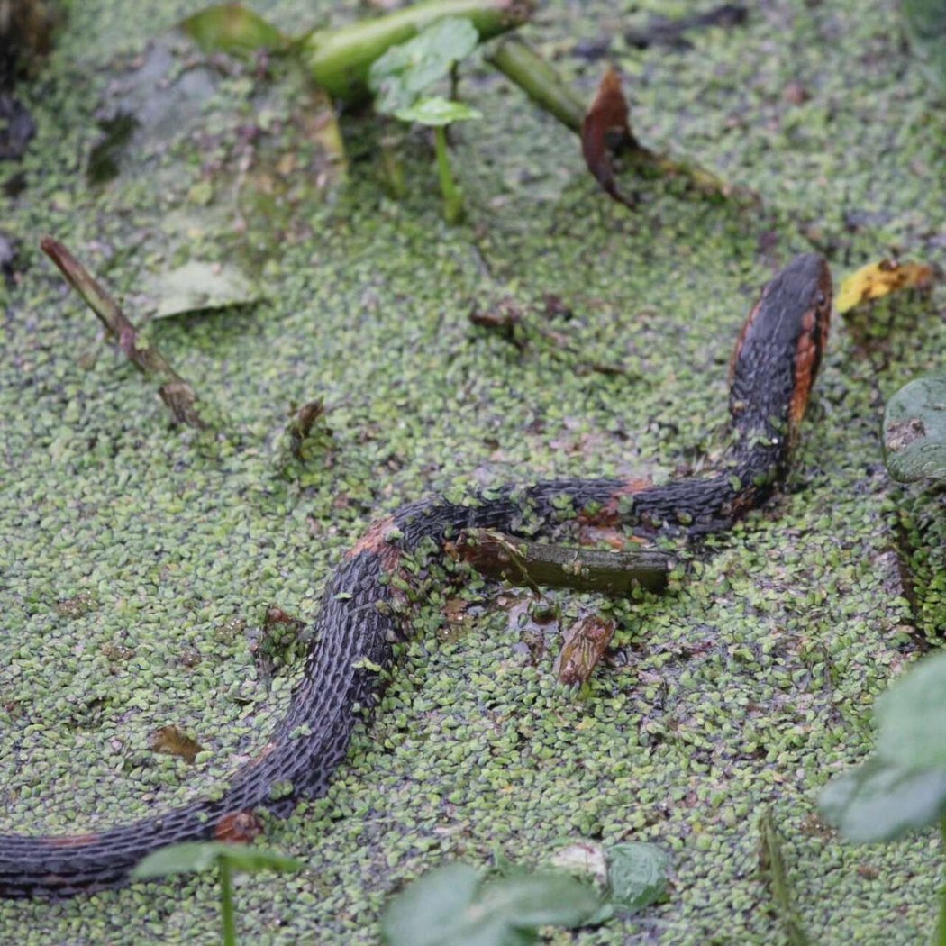 Spectacular Snakes! 3