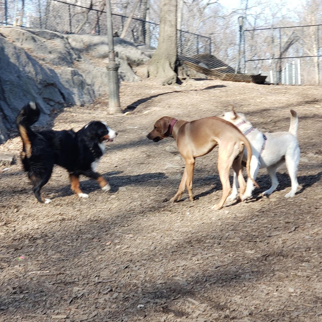 St. Nicholas Park Dog Run 4