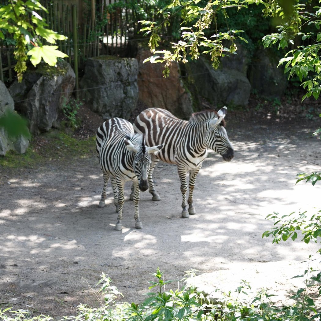 Zoo de Lille 3