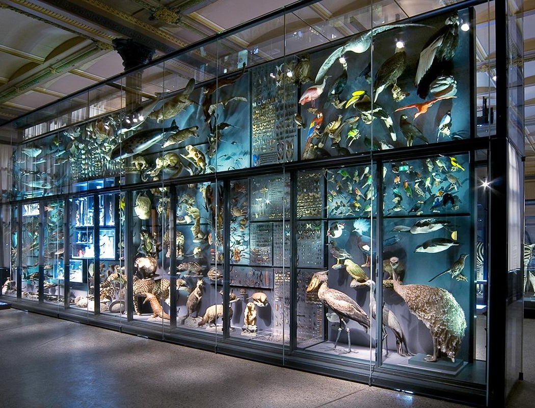 Museum für Naturkunde Berlin 3