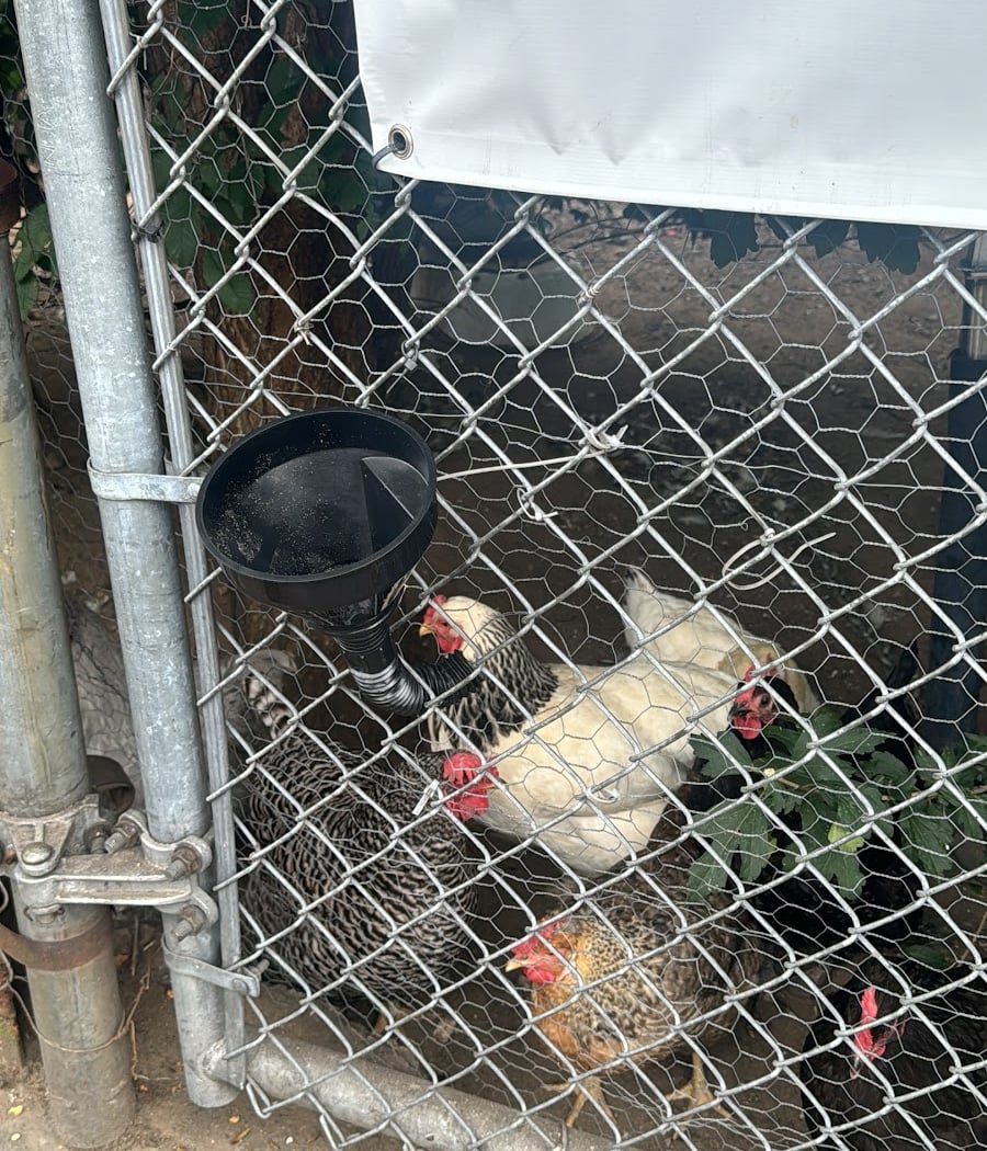 Crown Heights Chickens 2