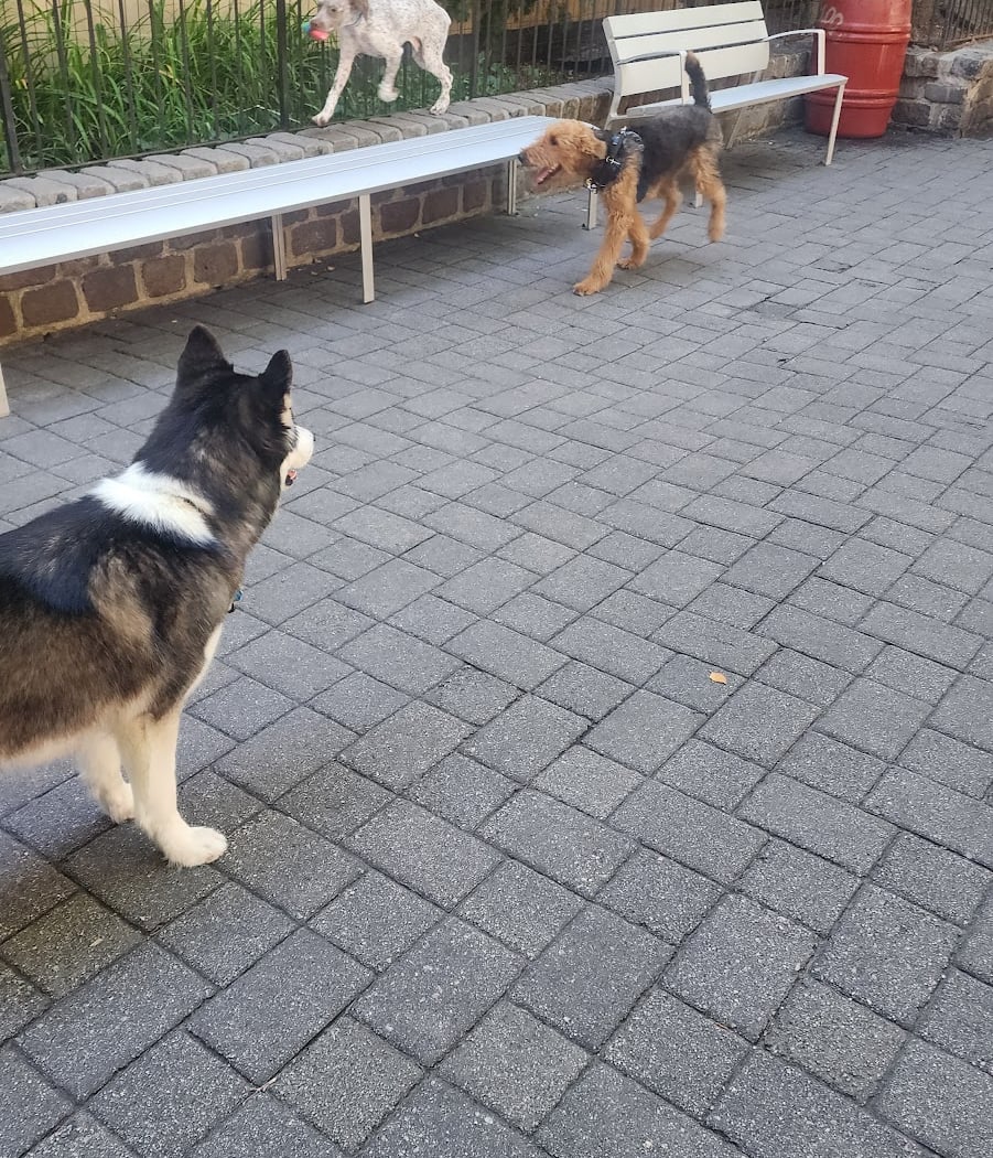 Fishbridge Park Garden Dog Run 3