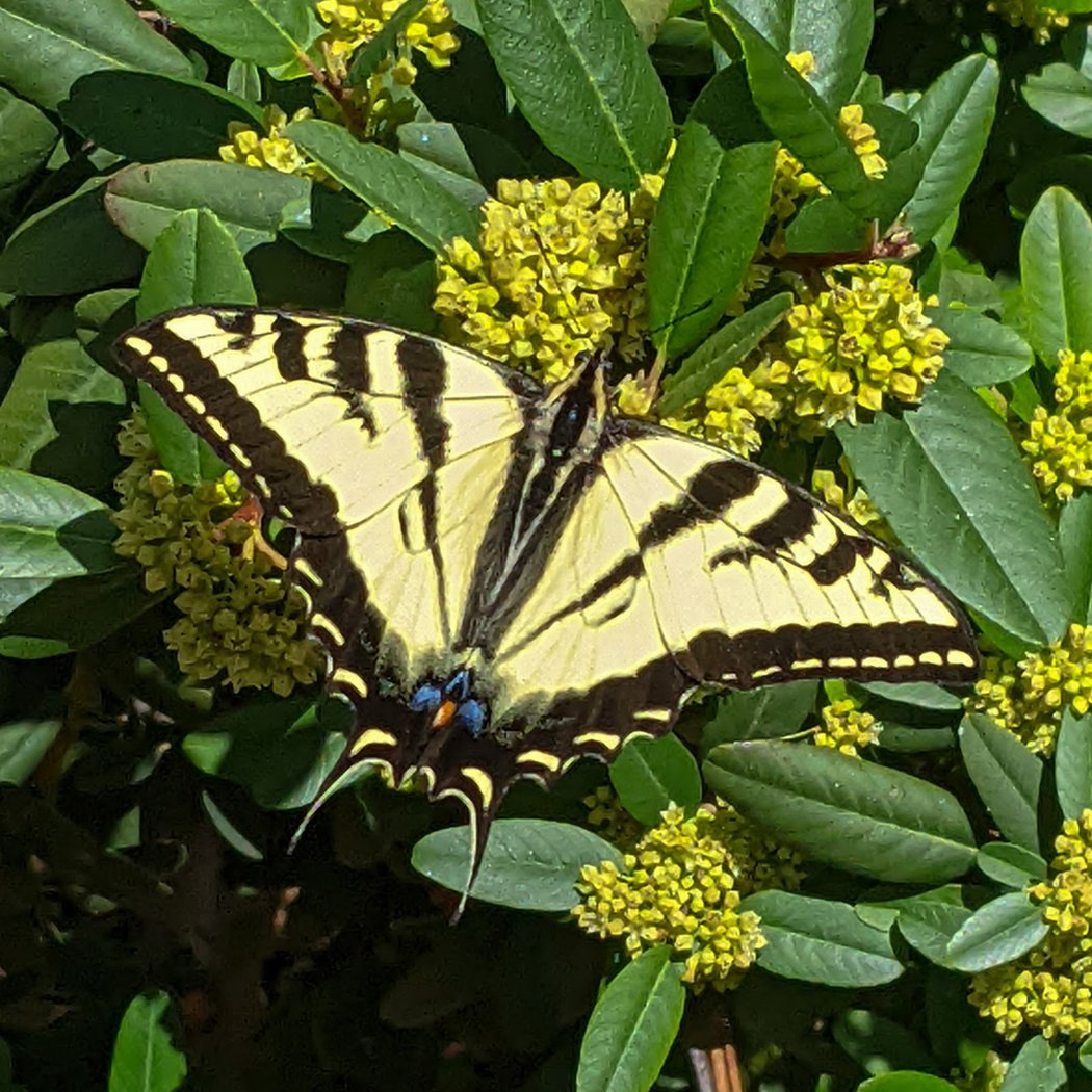UC Master Gardener’s Native Plant Habitat Garden Tour 1