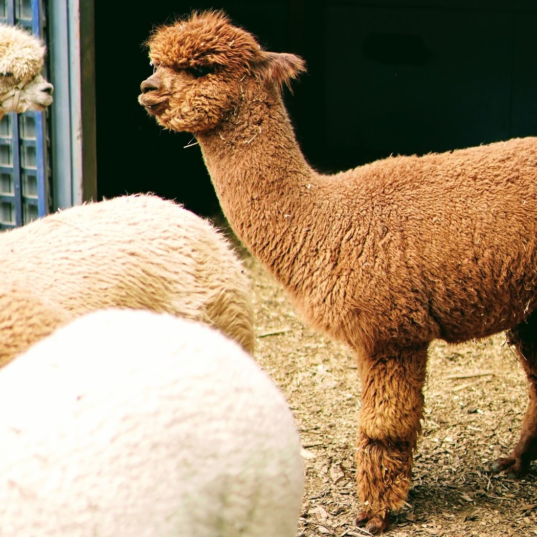 Lilymoore Alpaca and Llama Farm 2