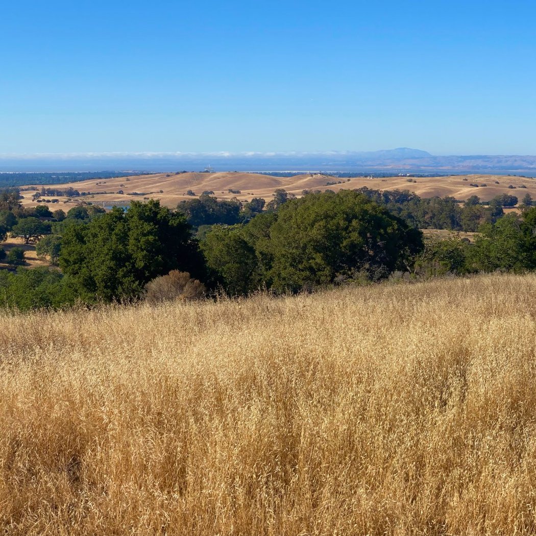 Pearson-Arastradero Preserve 1