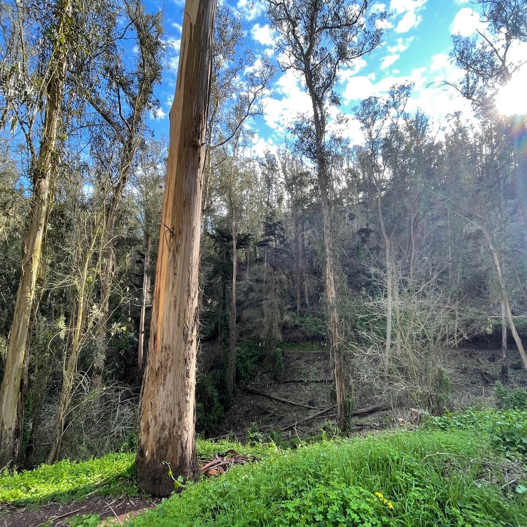 LushNature 2026 Spring Wildlife! Nature Walk and Bird Count 3