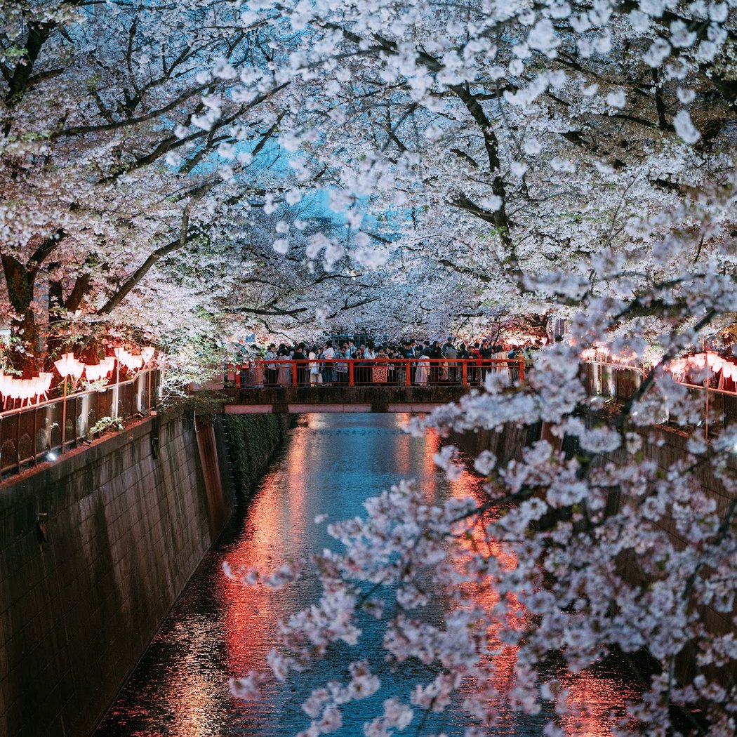 Meguro River 1
